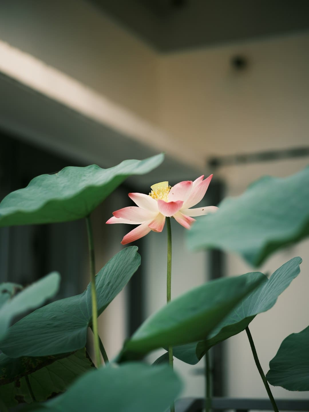 百合花花蕊染色洗得掉吗